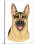 German Shepherd Portrait-Tomoyo Pitcher-Stretched Canvas