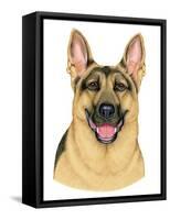 German Shepherd Portrait-Tomoyo Pitcher-Framed Stretched Canvas