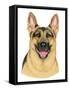 German Shepherd Portrait-Tomoyo Pitcher-Framed Stretched Canvas