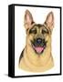 German Shepherd Portrait-Tomoyo Pitcher-Framed Stretched Canvas