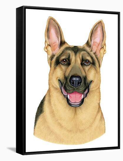 German Shepherd Portrait-Tomoyo Pitcher-Framed Stretched Canvas