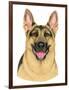 German Shepherd Portrait-Tomoyo Pitcher-Framed Giclee Print