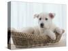 German Shepherd Pup Resting in a Wicker Basket-Jim Craigmyle-Stretched Canvas