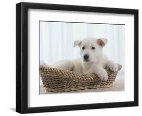 German Shepherd Pup Resting in a Wicker Basket-Jim Craigmyle-Framed Photographic Print