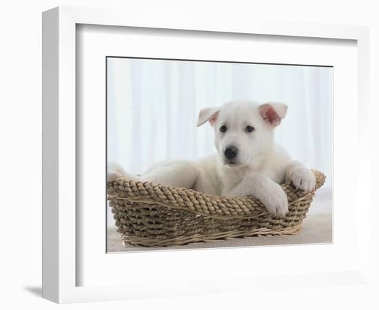 German Shepherd Pup Resting in a Wicker Basket-Jim Craigmyle-Framed Photographic Print