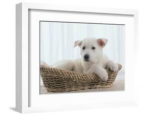 German Shepherd Pup Resting in a Wicker Basket-Jim Craigmyle-Framed Photographic Print