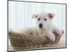 German Shepherd Pup Resting in a Wicker Basket-Jim Craigmyle-Mounted Photographic Print