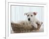 German Shepherd Pup Resting in a Wicker Basket-Jim Craigmyle-Framed Photographic Print