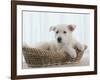 German Shepherd Pup Resting in a Wicker Basket-Jim Craigmyle-Framed Photographic Print