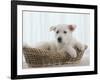 German Shepherd Pup Resting in a Wicker Basket-Jim Craigmyle-Framed Photographic Print