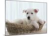 German Shepherd Pup Resting in a Wicker Basket-Jim Craigmyle-Mounted Photographic Print