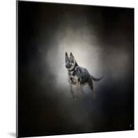 German Shepherd Puppy Feet First-Jai Johnson-Mounted Giclee Print