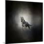 German Shepherd Puppy Feet First-Jai Johnson-Mounted Giclee Print