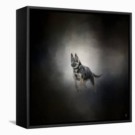 German Shepherd Puppy Feet First-Jai Johnson-Framed Stretched Canvas