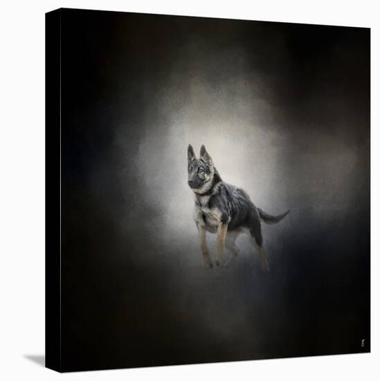 German Shepherd Puppy Feet First-Jai Johnson-Stretched Canvas