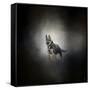 German Shepherd Puppy Feet First-Jai Johnson-Framed Stretched Canvas