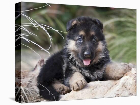 German Shepherd Puppy Lying on a Rock Amongst Tall Grasses-Zandria Muench Beraldo-Stretched Canvas