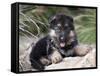 German Shepherd Puppy Lying on a Rock Amongst Tall Grasses-Zandria Muench Beraldo-Framed Stretched Canvas