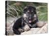 German Shepherd Puppy Lying on a Rock Amongst Tall Grasses-Zandria Muench Beraldo-Stretched Canvas