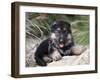 German Shepherd Puppy Lying on a Rock Amongst Tall Grasses-Zandria Muench Beraldo-Framed Photographic Print