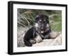 German Shepherd Puppy Lying on a Rock Amongst Tall Grasses-Zandria Muench Beraldo-Framed Photographic Print