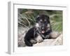 German Shepherd Puppy Lying on a Rock Amongst Tall Grasses-Zandria Muench Beraldo-Framed Photographic Print