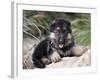 German Shepherd Puppy Lying on a Rock Amongst Tall Grasses-Zandria Muench Beraldo-Framed Photographic Print