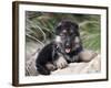 German Shepherd Puppy Lying on a Rock Amongst Tall Grasses-Zandria Muench Beraldo-Framed Photographic Print