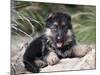 German Shepherd Puppy Lying on a Rock Amongst Tall Grasses-Zandria Muench Beraldo-Mounted Photographic Print