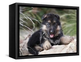 German Shepherd Puppy Lying on a Rock Amongst Tall Grasses-Zandria Muench Beraldo-Framed Stretched Canvas