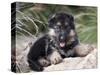 German Shepherd Puppy Lying on a Rock Amongst Tall Grasses-Zandria Muench Beraldo-Stretched Canvas