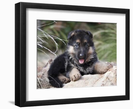 German Shepherd Puppy Lying on a Rock Amongst Tall Grasses-Zandria Muench Beraldo-Framed Photographic Print