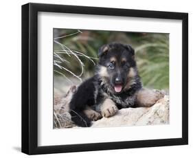 German Shepherd Puppy Lying on a Rock Amongst Tall Grasses-Zandria Muench Beraldo-Framed Photographic Print