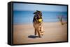 German Shepherd Puppy on the Beach-ots-photo-Framed Stretched Canvas