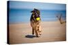 German Shepherd Puppy on the Beach-ots-photo-Stretched Canvas