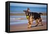 German Shepherd Puppy on the Beach-ots-photo-Framed Stretched Canvas
