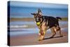 German Shepherd Puppy on the Beach-ots-photo-Stretched Canvas