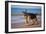 German Shepherd Puppy on the Beach-ots-photo-Framed Photographic Print