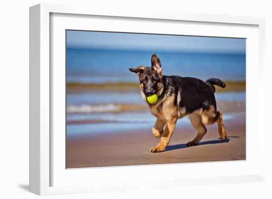 German Shepherd Puppy on the Beach-ots-photo-Framed Photographic Print