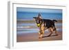 German Shepherd Puppy on the Beach-ots-photo-Framed Photographic Print
