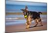 German Shepherd Puppy on the Beach-ots-photo-Mounted Photographic Print
