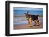 German Shepherd Puppy on the Beach-ots-photo-Framed Photographic Print