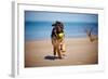 German Shepherd Puppy on the Beach-ots-photo-Framed Photographic Print