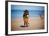 German Shepherd Puppy on the Beach-ots-photo-Framed Photographic Print