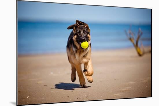 German Shepherd Puppy on the Beach-ots-photo-Mounted Photographic Print