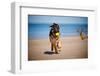 German Shepherd Puppy on the Beach-ots-photo-Framed Photographic Print