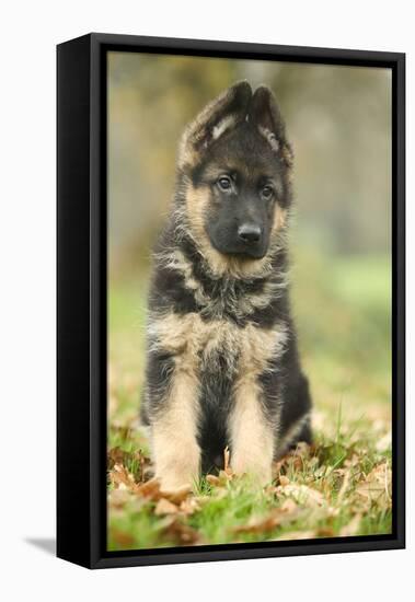 German Shepherd Puppy-null-Framed Stretched Canvas