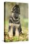 German Shepherd Puppy-null-Stretched Canvas