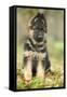 German Shepherd Puppy-null-Framed Stretched Canvas