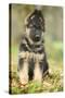 German Shepherd Puppy-null-Stretched Canvas